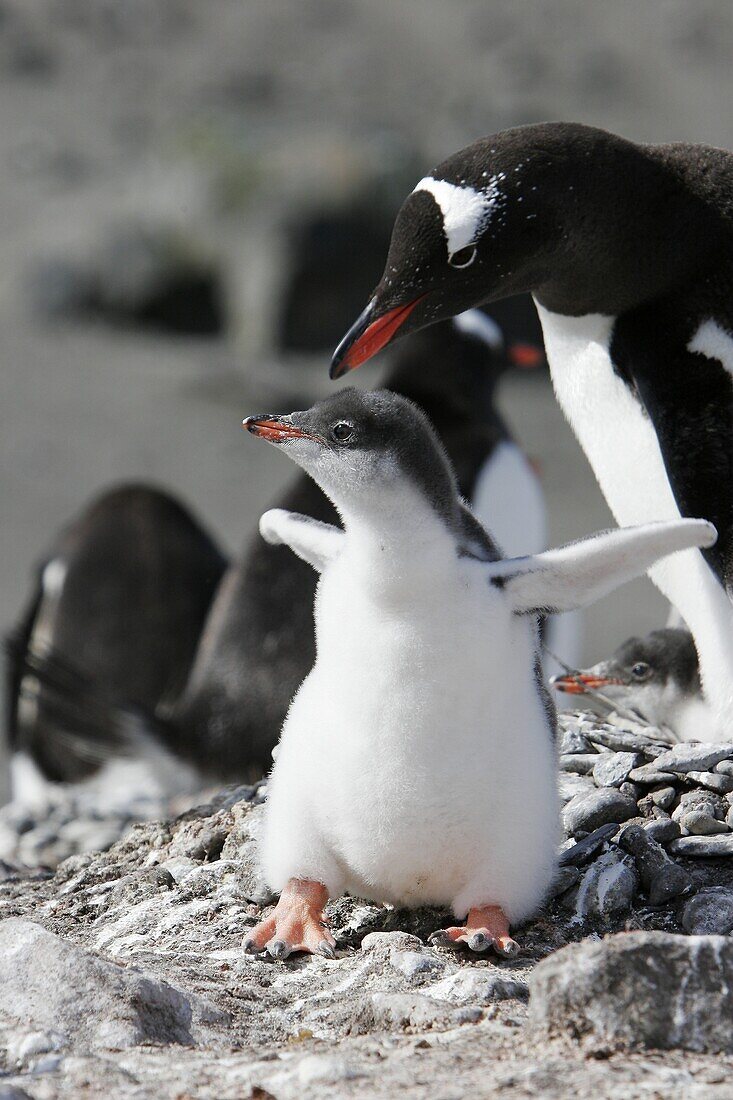 Gentoo penguin Pygoscelis papua downy chick near parent in the Aitcho Island Group, South Shetland Islands, Antarctica