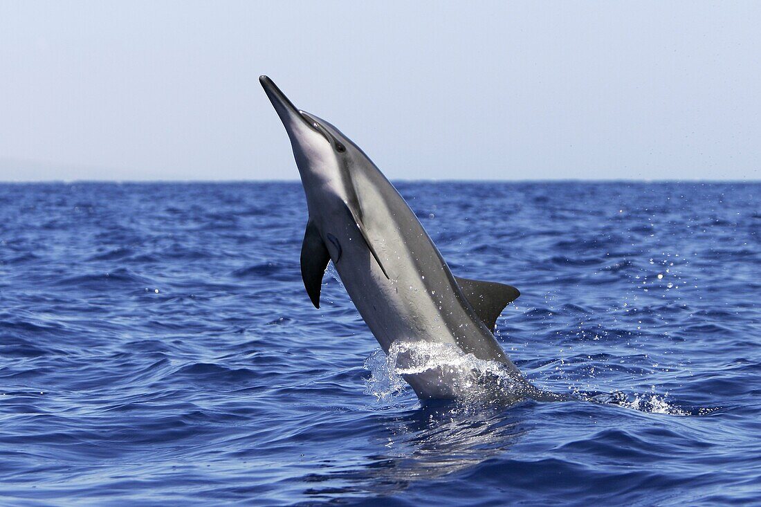 Adult Hawaiian Spinner Dolphin Stenella longirostris head-slapping possibly to remove the remora attached to its chest in the AuAu Channel between Maui and Lanai, Hawaii, USA  Pacific Ocean