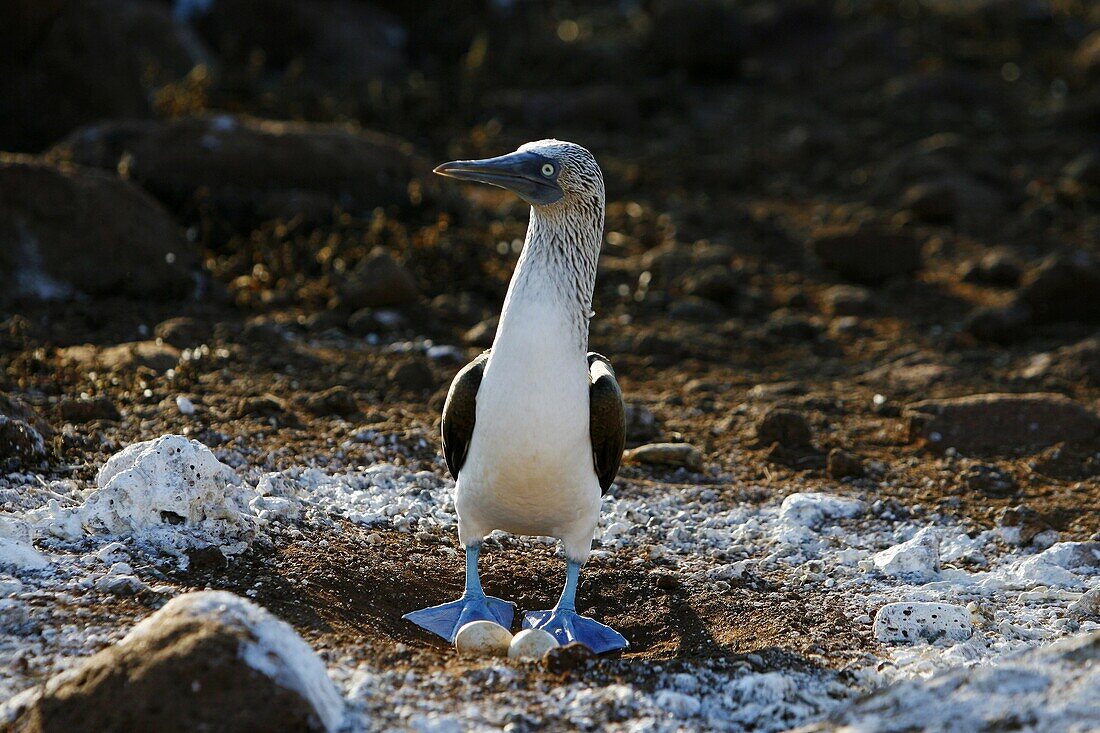 Adult blue-footed booby Sula nebouxii on two eggs in the Galapagos Island Group, Ecuador  The Galapagos are a nest and breeding area for blue-footed boobies