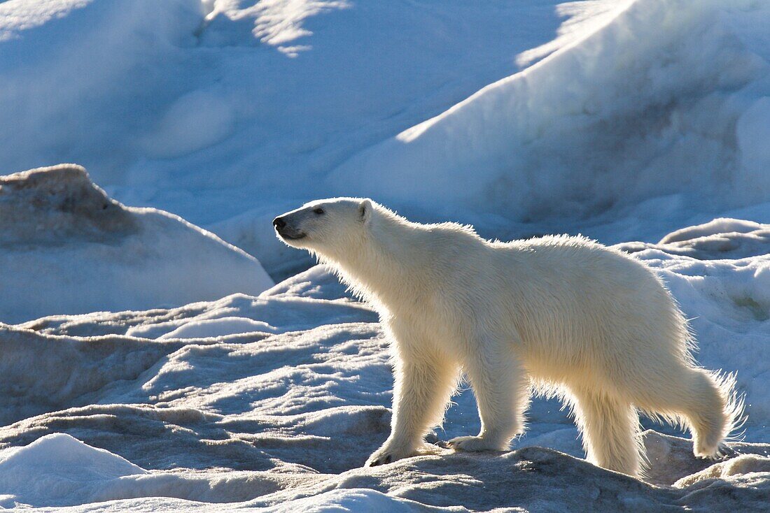 Polar bear Ursus maritimus on multi-year ice floes in the Barents Sea off the eastern coast of Edge¯ya Edge Island in the Svalbard Archipelago, Norway