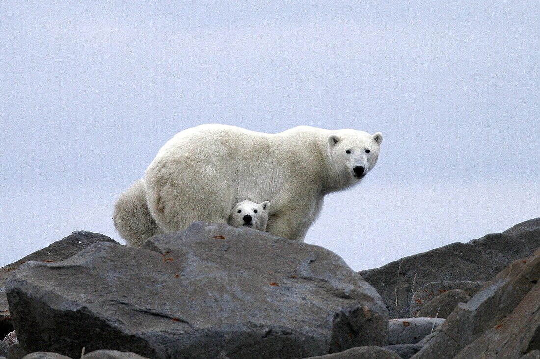 Mother and COY cub of year Polar Bear Ursus maritimus near Eskimo Point, outside Churchill, Manitoba, Canada