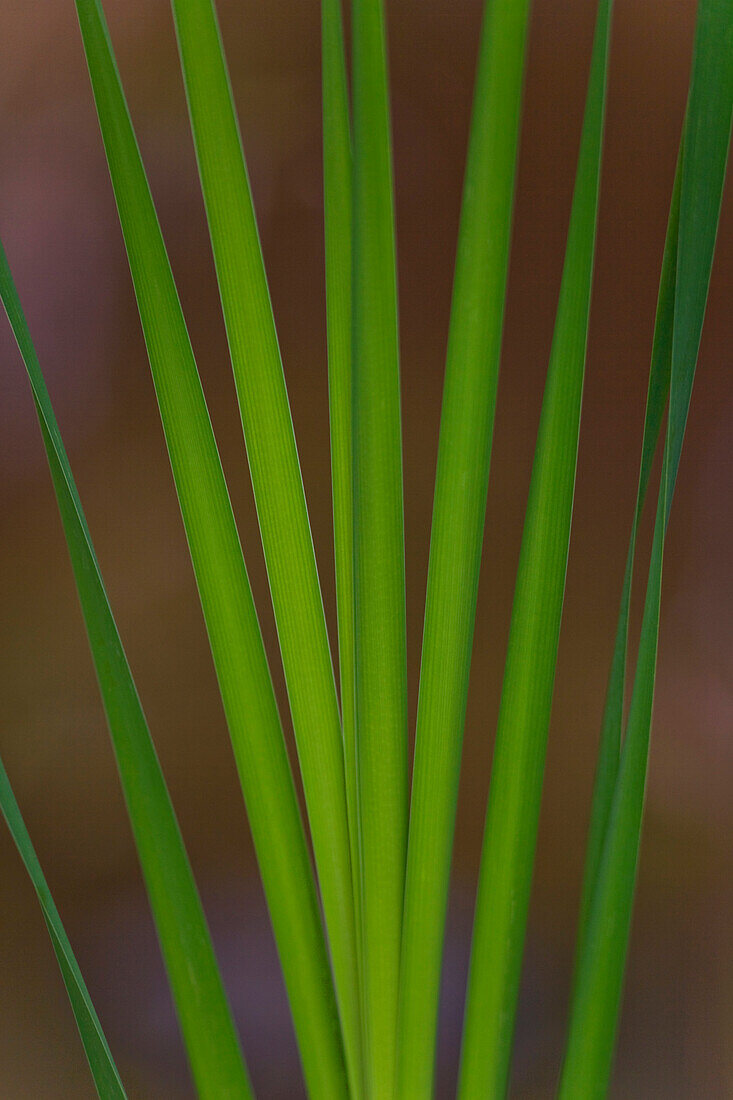 A detailed view reveals delicate greenery inside the traditional Japanese Garden of Hinokicho Park at the new business and commercial complex, Midtown Tokyo, in the upscale Roppongi District of Tokyo, Japan.