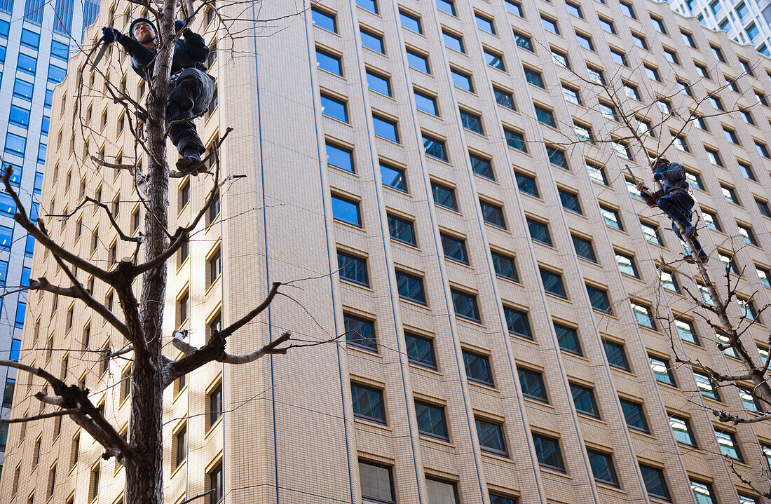 Japanese gardeners climb trees without ropes or ladders for pre-spring pruning in the Marunouchi banking district of central Tokyo, Japan.
