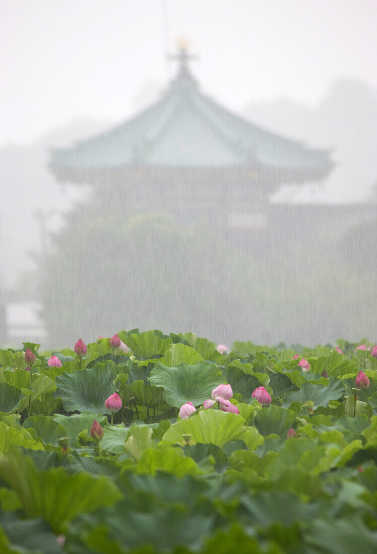 Benten-do Temple is located on a small island in Shinobazu Pond, which is filled with Lotus water lily plants sprinkled with raindrops from a summer rain, at Ueno Park in the old downtown district of Ueno in Tokyo, Japan.