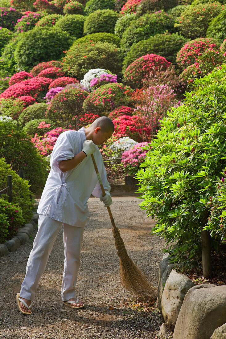 A young Shinto kannushi priest sweeps a gravel path in the hillside azalea garden at Nezu Shrine in the Bunkyo district of old shitamachi downtown Tokyo, japan.