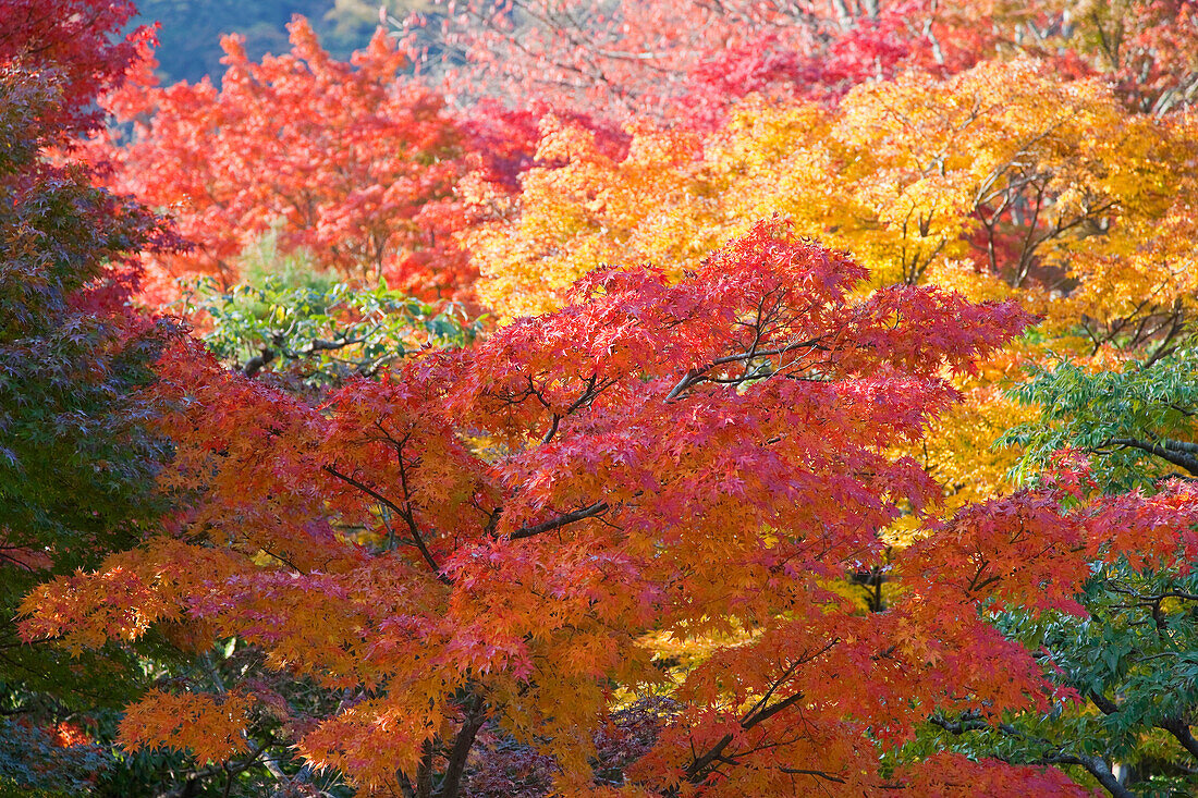 A telephoto view shows momiji maple leaves in autumn colors at Tenryuji Temple, located in the Arashiyama district of northwestern Kyoto, Japan.