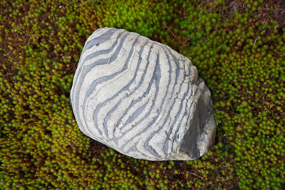 A detailed view shows a striped rock amidst star moss at Rinshouin, a Buddhist sub-temple of Myoshinji Temple, located in the northern area of Kyoto, Japan.