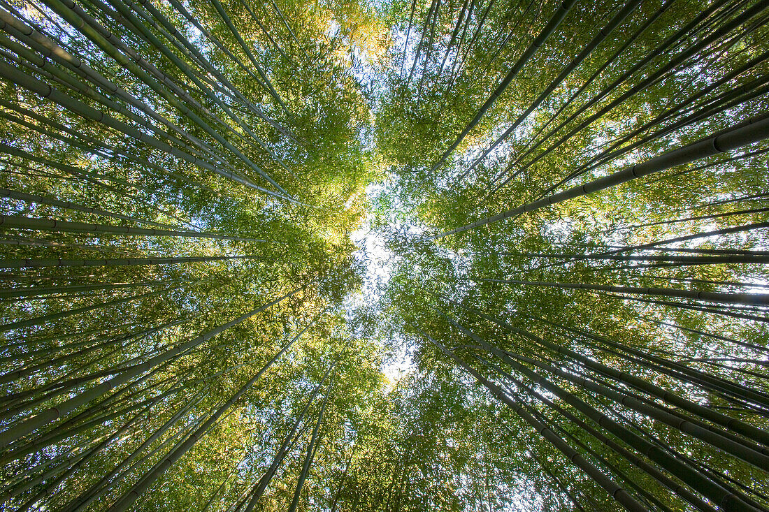 Early morning sunlight filters into a bamboo grove in the outlying Arashiyama district of Kyoto, Japan.
