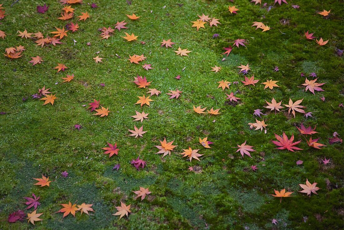 A detailed view shows fallen maple leaves on moss in a courtyard garden at the Shoin main building of the Omuro Gosho Old Imperial Palace at Ninnaji Temple, a World Heritage Site located in the northern area of Kyoto, Japan.