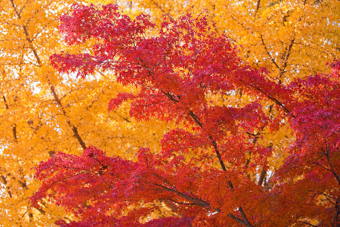 Red maple leaves contrast with the rich gold of a Ginkgo tree near Kojiin Station in Kyoto, Japan.