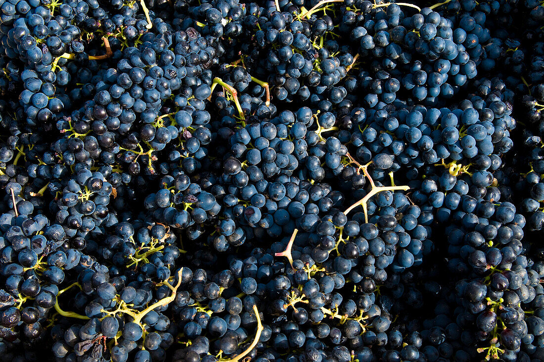 South Africa, Western Cape Province, Winelands, Stellenbosch valley, Wine road, Rustenberg Estate (1682), Noodgedagt farm, Shiraz grappes