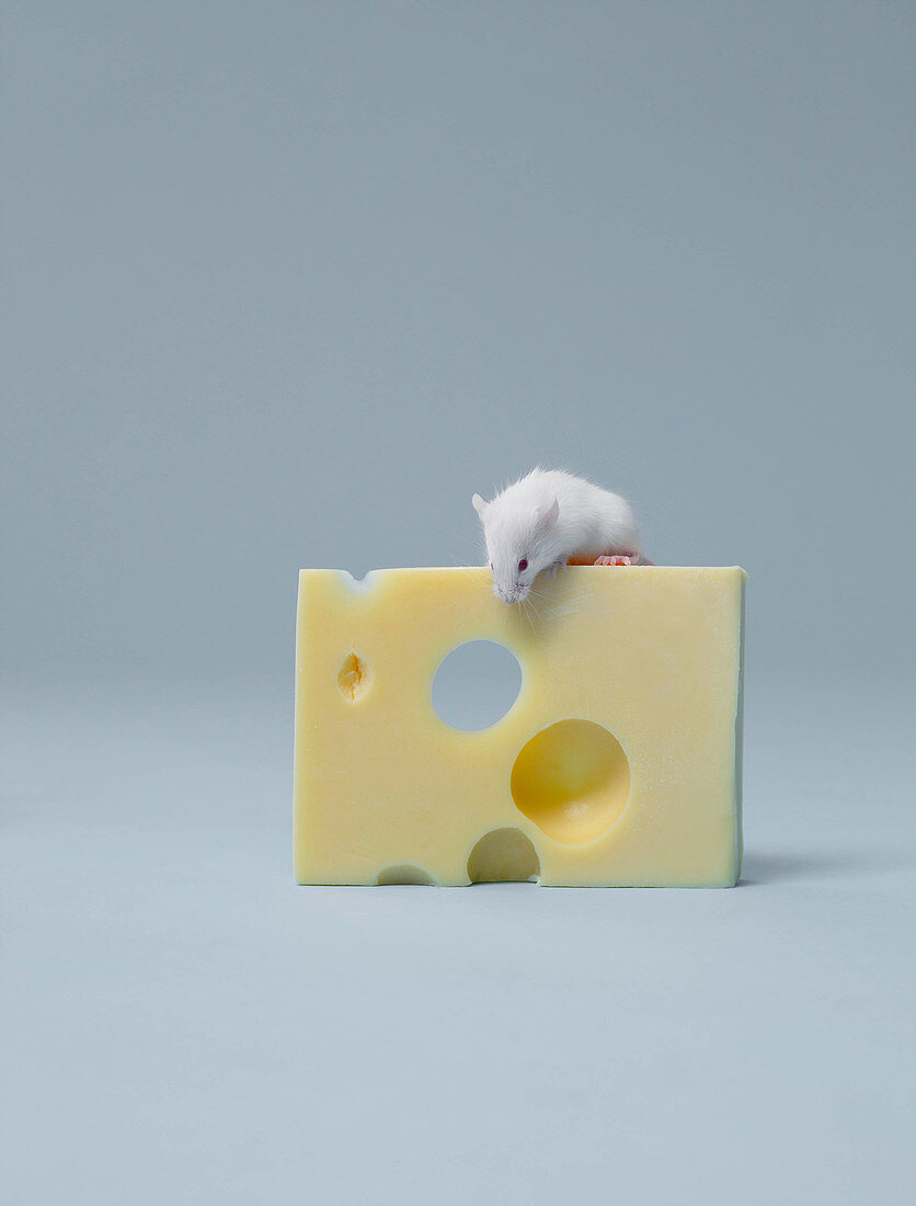 Mouse sitting on slice of cheese