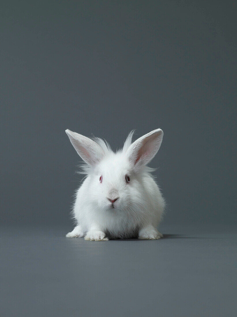 Studio shot of white rabbit
