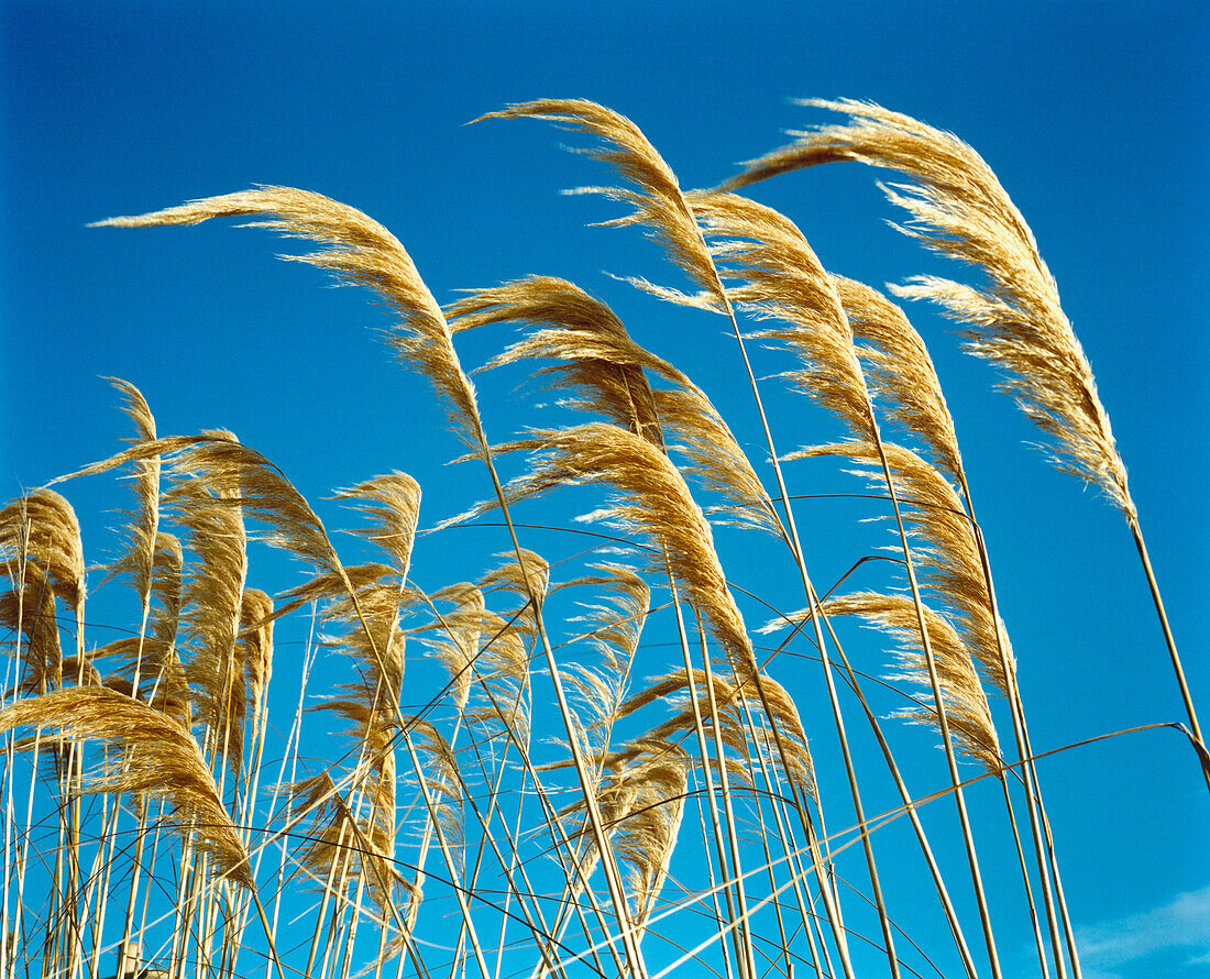 yellow grasses against blue sky. wild grasses bending in the wind against bright blue sky