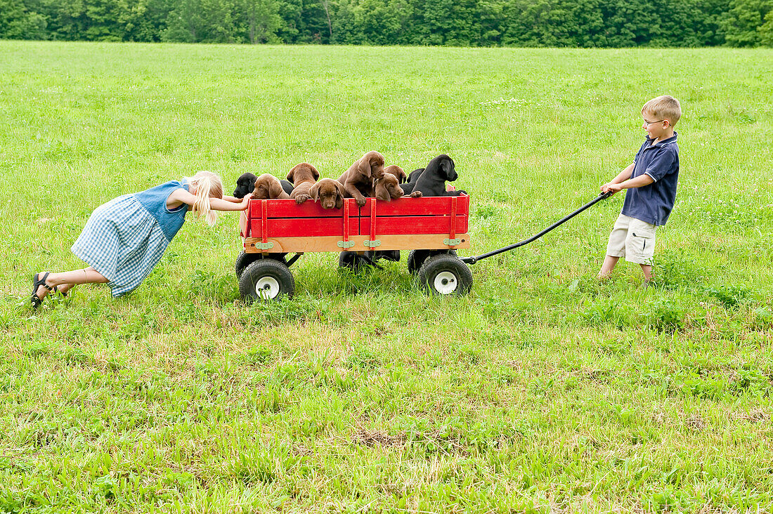 Kids pulling puppies in a wagon. young siblings playing in a field with their 8 week old labrador retriever puppies