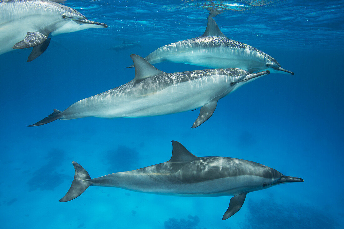 Group of Spinner Dolphins. Stenella longirostris