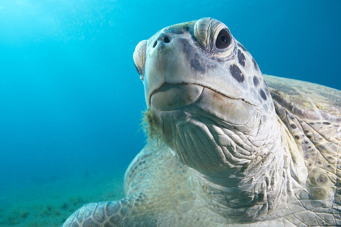 Green turtle. Chelonia Mydas