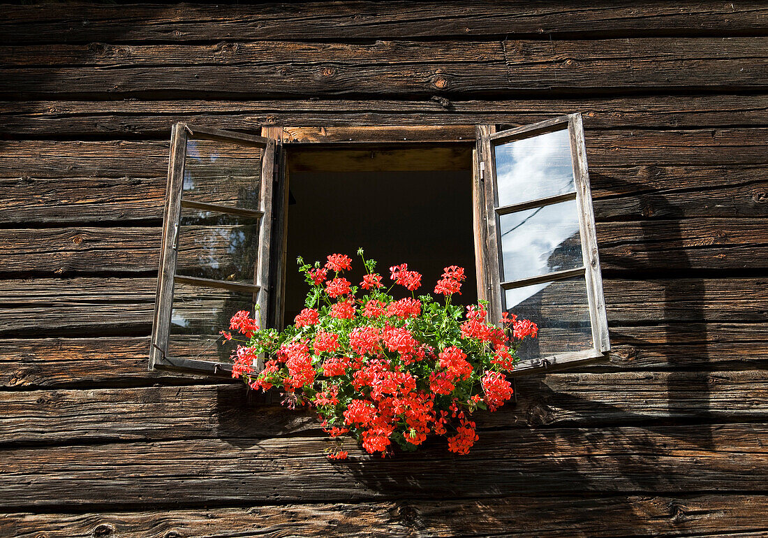 flowers decorating farm window. flowers decorating farm window