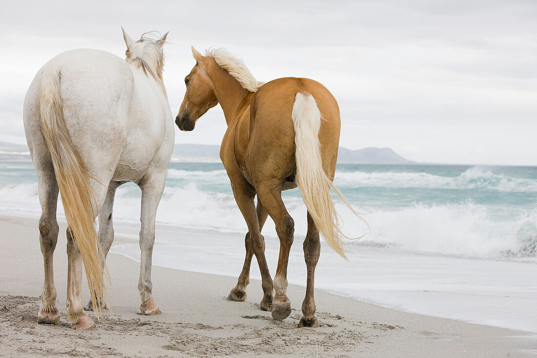 Horses on the beach. White horse, brown horse, beach, sea