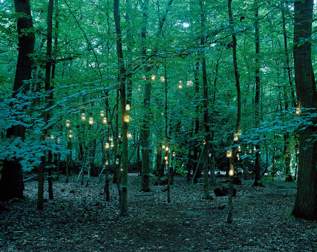 Lights hanging from trees in forest. Lights hanging from trees in forest