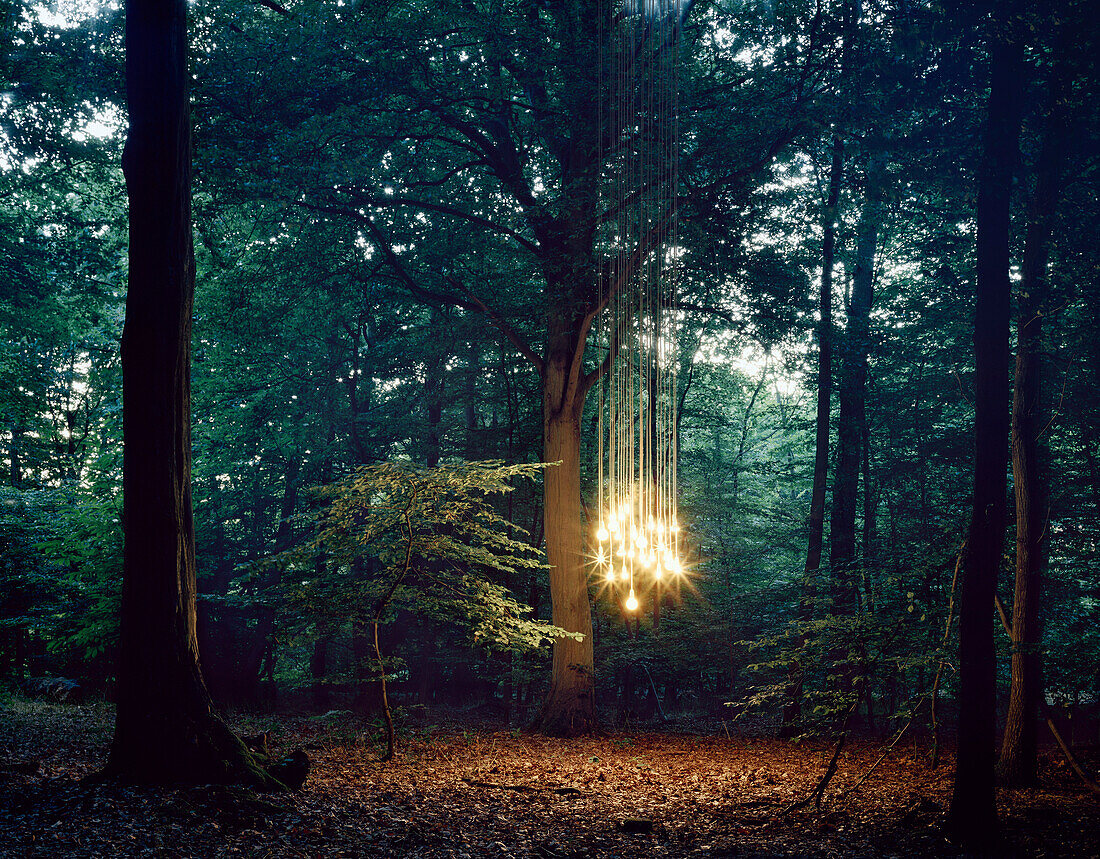 Lights hanging from tree in forest. Lights hanging from tree in forest