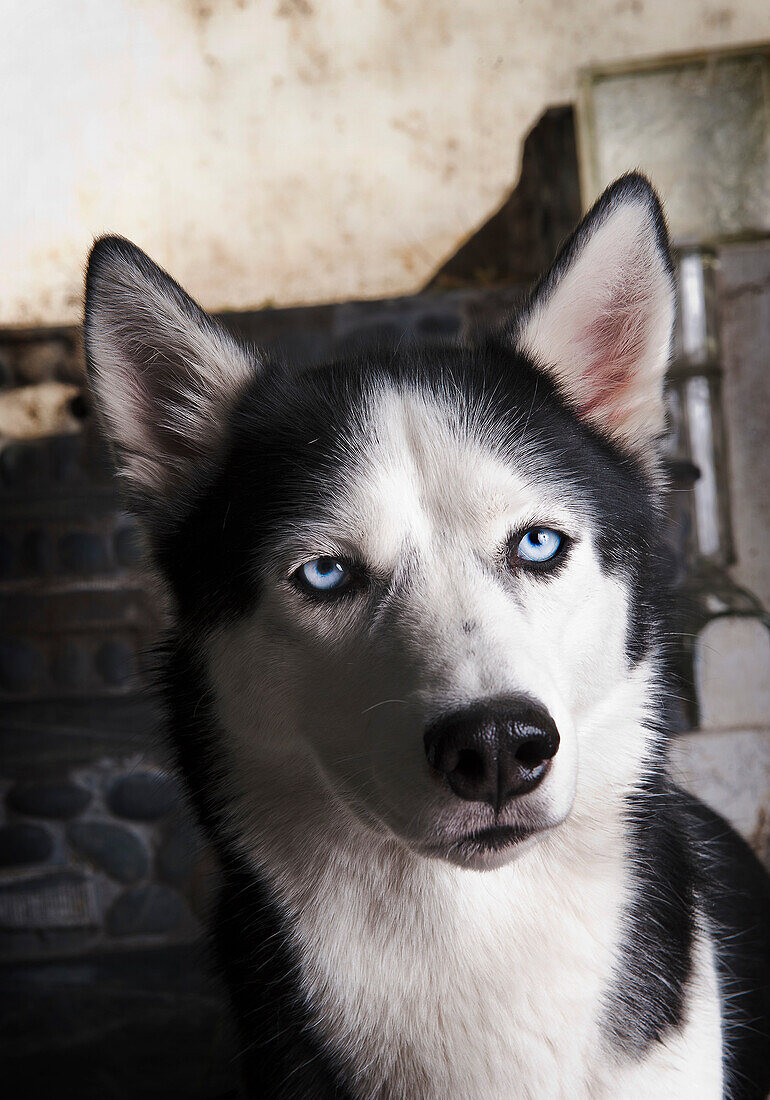 Close up of dogs blue eyes and face