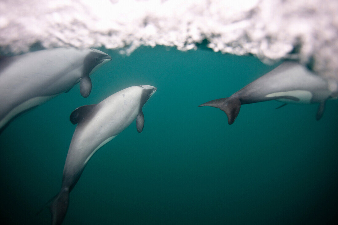 Hectors dolphins swimming underwater. Hector´s Dolphin Cephalorhynchus hectori The world