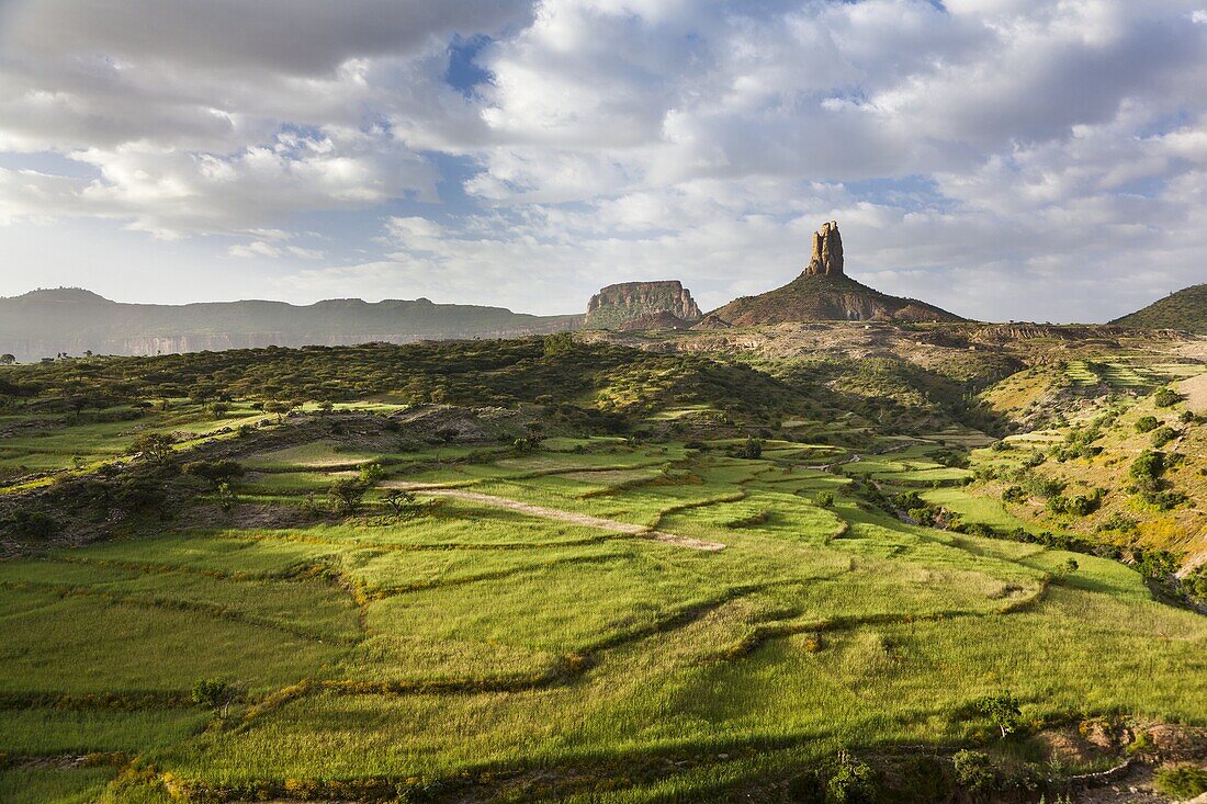 Landscape in the province Tigray, northern Ethiopia  During and after the rainy season, green fields and pasture are dominating Tigray  Corn, Sorghum, Teef local grain for injera, the typical Ethiopian bread are widespread  Africa, East Africa, Ethiopia