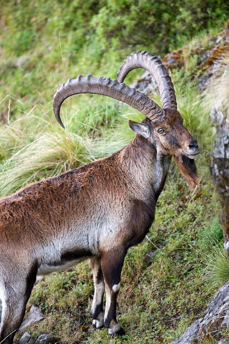 Walia Ibex or Ethiopien Ibex Capra walie, Simien Mountains National Park, old male before sunrise  Due to habitat loss the Walia Ibex is very endangered, nowadays hunting and poaching has stopped nearly completely  Over all the population is estimated bet