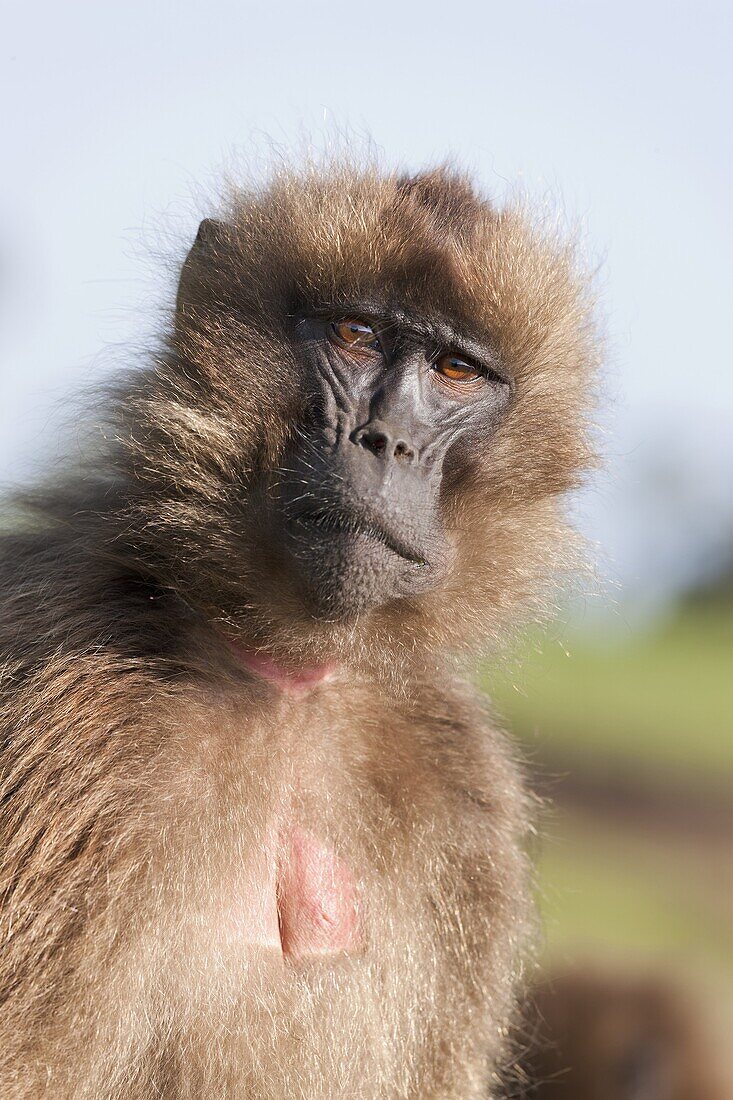 Gelada, Gelada Baboon or Ethiopian Lion Theropithecus gelada in the Simien Mountains National Park in Ethiopia  Geladas are an endemic primate species living in Ethiopia  Living in the high mountain environment of the Ethiopian Highlands up to 4500m Gelad