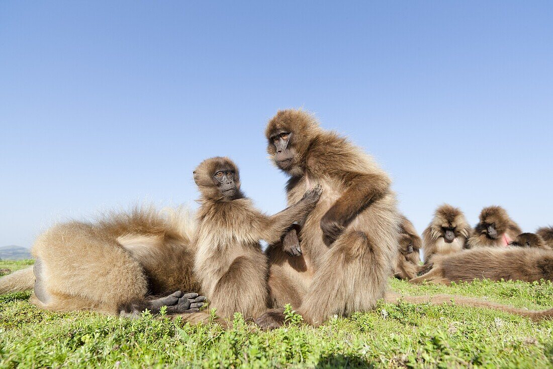 Gelada, Gelada Baboon or Ethiopian Lion Theropithecus gelada in the Simien Mountains National Park in Ethiopia  Geladas are an endemic primate species living in Ethiopia  Geladas grooming, this behaviour strengthens the bonds in the group  Living in the h