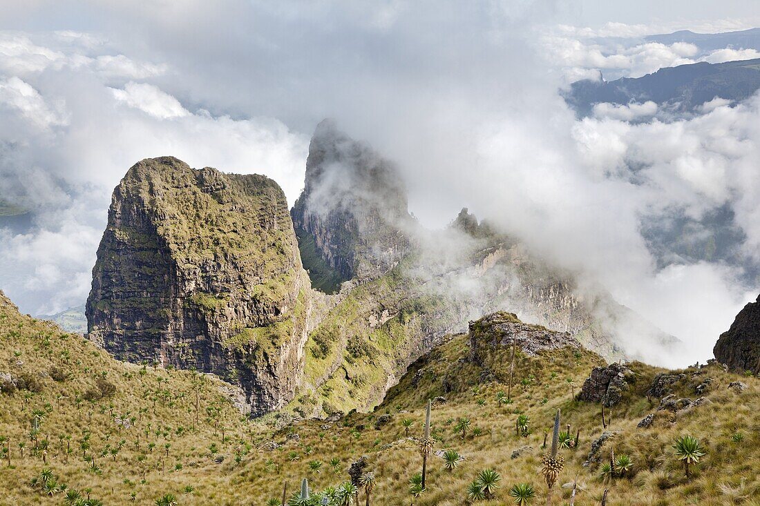 Landscape in the Simien Mountains National Park  View from peak Imet Gogo over the highlands, the escarpment and the lowlands of the National Park with the endemic Giant Lobelia Lobelia rhynchopetalum  Imet Gogo is the best known viewpoint in the Park  Th