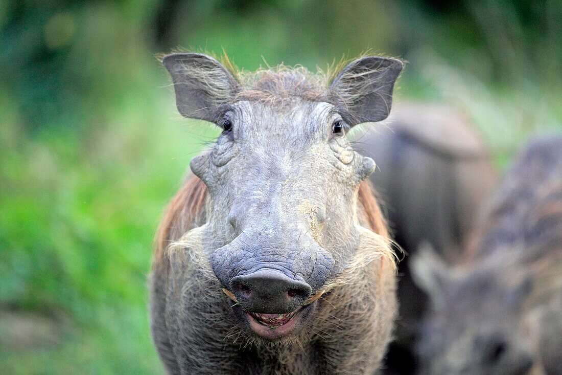 Common Warthog Phacochoerus africanus, Queen Elizabeth National Park, Uganda, East Africa