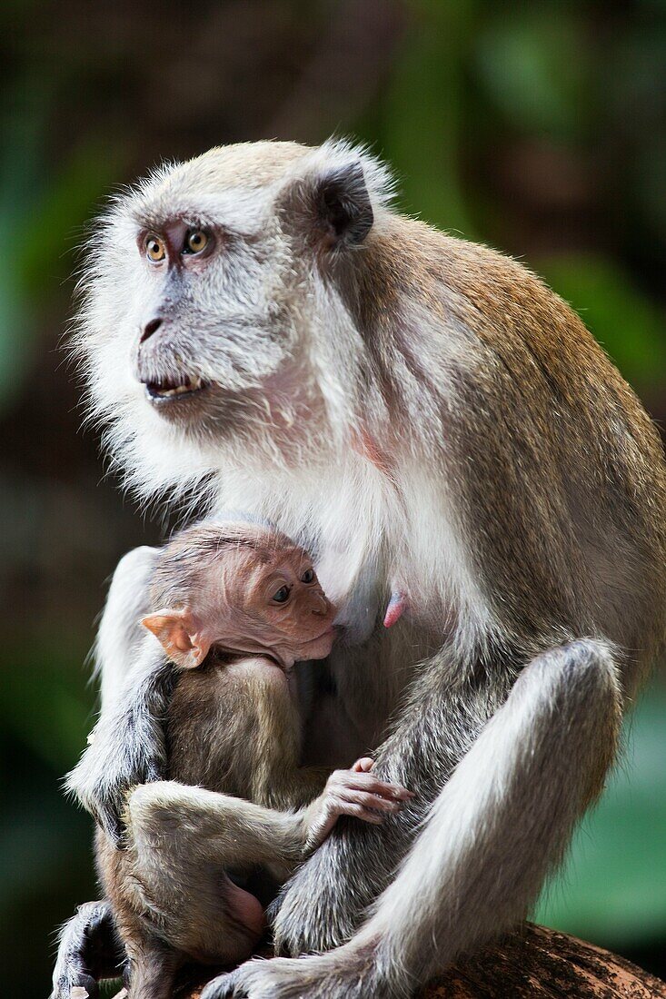 A Monkey and Her Baby  Macaca Fascicularis