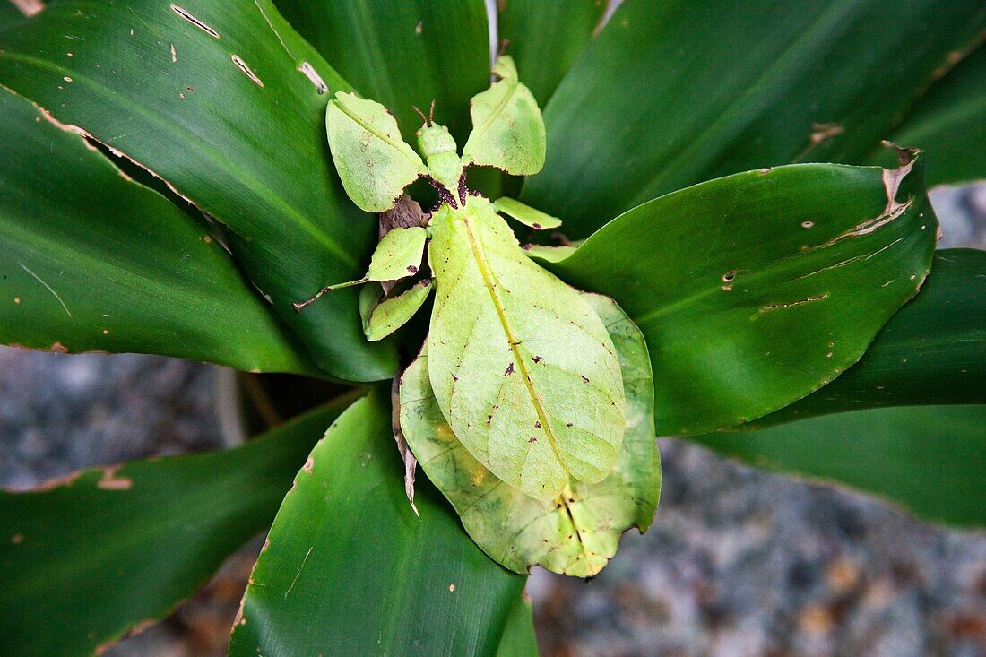Leaf Insect  Phyllium Giganteum