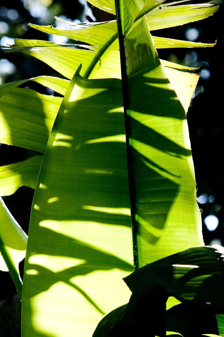 Botanico de Valencia España