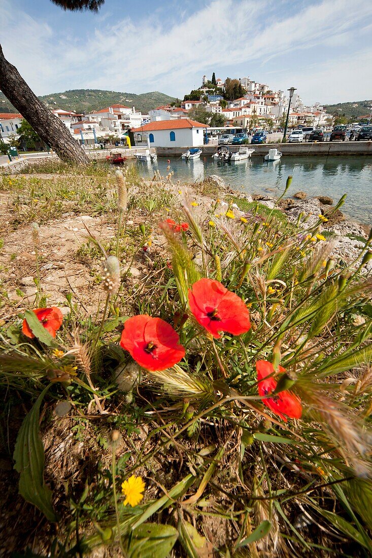 poppy flowers on Bourtzi peninsula, Skiathos Town, Skiathos Island, Northern Sporades, Greece