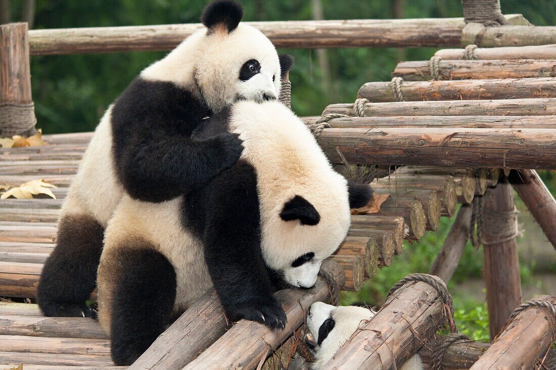 Giant pandas, Ailuropoda melanoleuca, at the Giant Panda Breeding Research Base, Chengdu, Sichuan Province, China