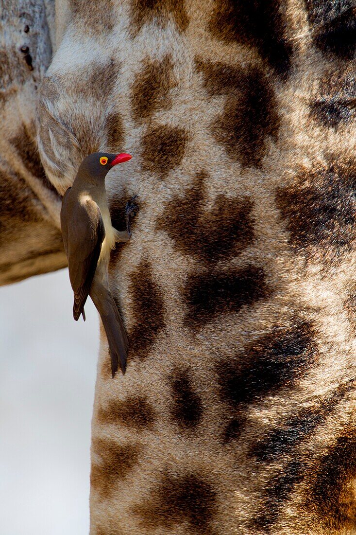Red-billed Oxpecker Buphagus erythrorhynchus, Kruger National Park, South Africa