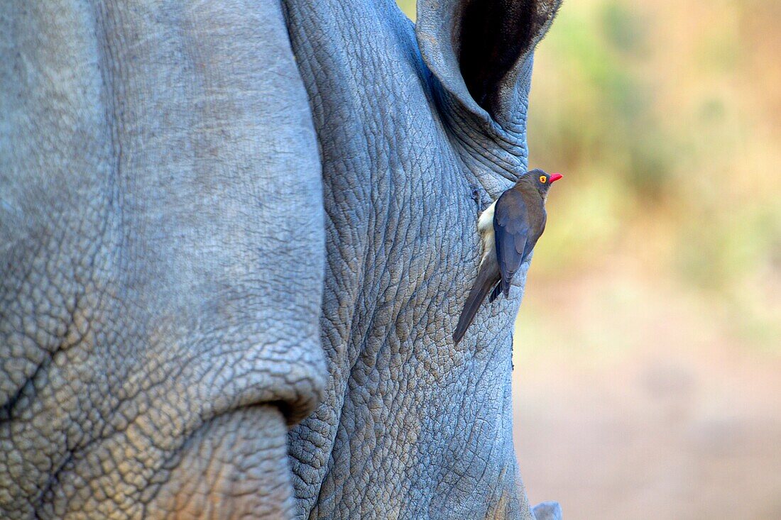 Redbilled oxpecker Buphagus erythrorhynchus, on the white rhino Ceratotherium simun, Kruger National Park, South Africa