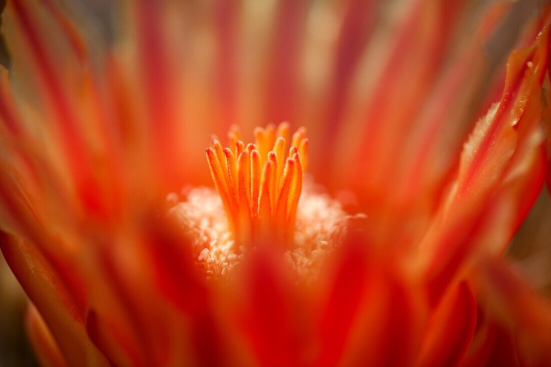 Ferocactus wislizeri flowers, Sonora desert, Tucson, Arizona, USA