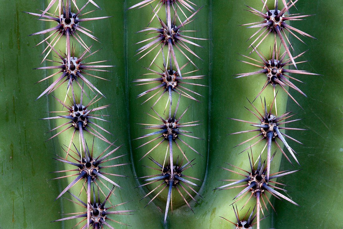 Thorn detail of Giant Saguaro Carnegiea gigantea, Saguaro National Park, Sonora Desert, Arizona, Tucson, USA