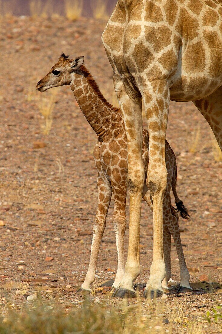 Giraffe Giraffa camelopardalis - Young, Purros, Kunene region, Namibia