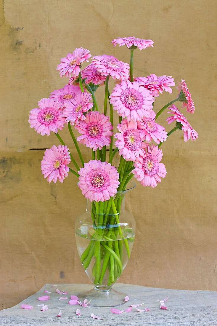 Vase mit rosa Gerbera