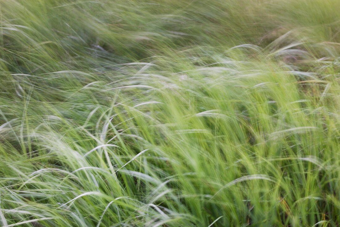 Abstract Grass