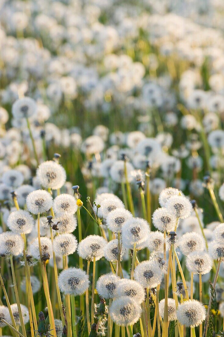 Dandelion meadow