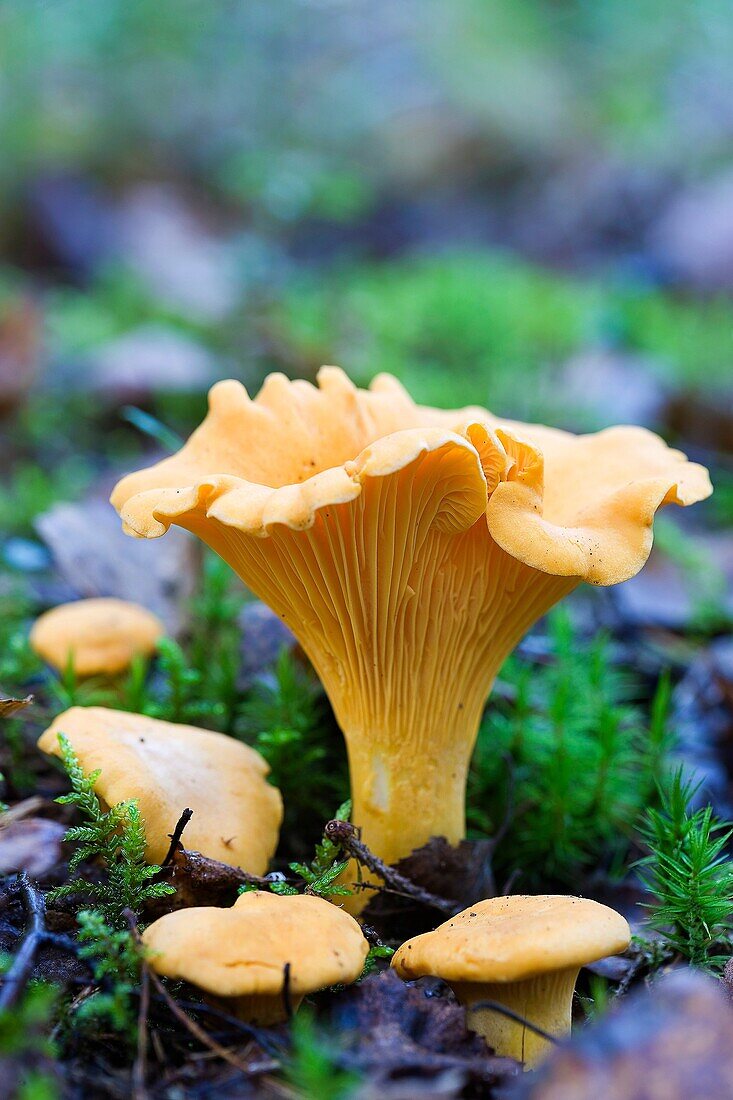 Chanterelles in moss