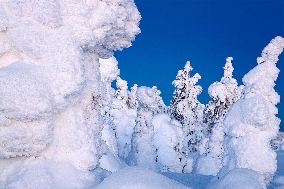 Winter forest Finland Isosyote