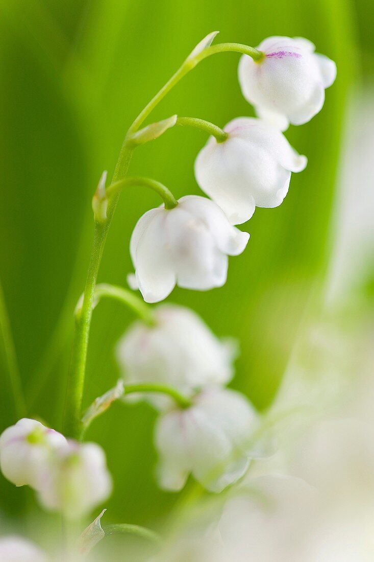 Lily-of-the-valley