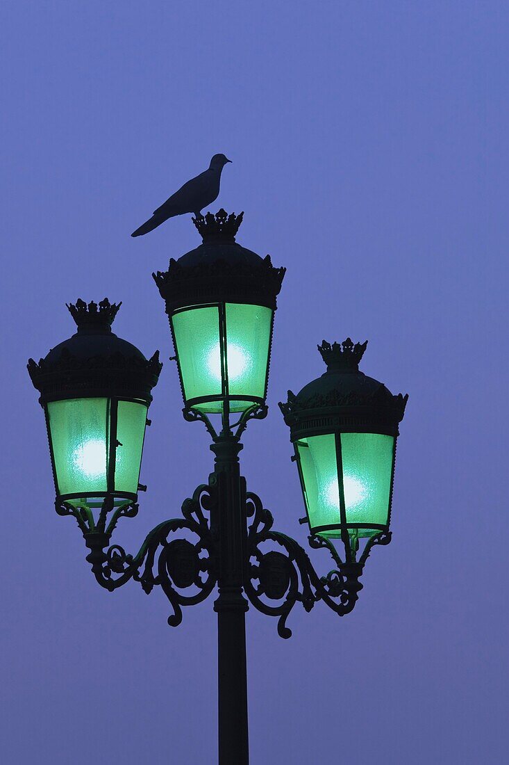 Bird on top of city lamp post at dusk